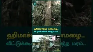 Tree uprooted and property damaged due to heavy rain in Shimla | Oneindia Tamil