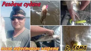 Раздача судака,после нерестового запрета,река Кама