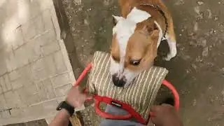 Dan's new pillow is the strongest pit bul самый сильный питбуль и его игрушка