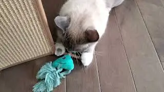 New Cat Toy Silverfrenzy Contains Silvervine Which is stronger than Regular Catnip Look at Rocket go