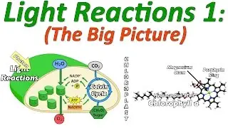 Photosynthesis, the Light Reactions, Part 1: the Big Picture