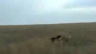 Охота на волков с собаками