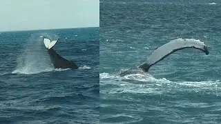 Hervey Bay Whale Watch