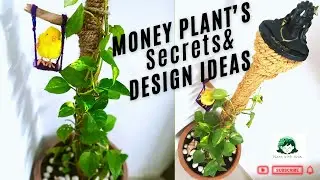 इस तरीके से लगाया मनी प्लांट | मनी प्लांट कैसे लगाएं ? Money Plant Decoration