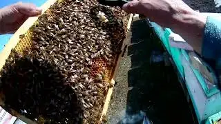 11 04 2022.Как перезимовал бакфаст на улице в ППС.Ульи Рут
