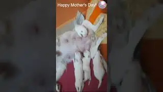 Mother Dog Feeding her Cutest tribe Puppies  🥰 💖🐕🙏