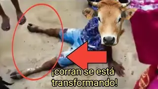 EL ESCALOFRIANTE vídeo del HOMBRE que se Convierte en VACA/ LA VERDAD ##viral