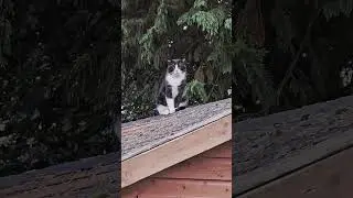 Не буду уходить. Посижу с тобой после ужина 😻 #cat #кот #животные