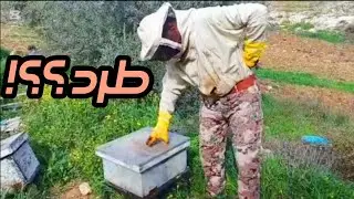 Our first bee swarm of the year! How did we manage to catch them inside the apiary? 🐝🔥