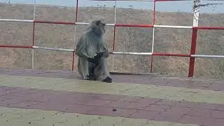 funny monkey eating fruits