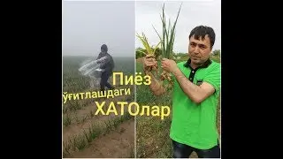 Пиёзни ўғитлашда энг катта хатолар