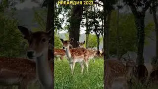 Ирландия. 2023