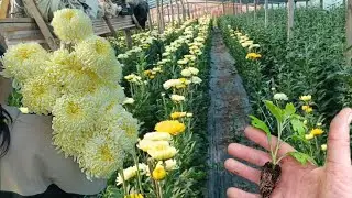 Вирощування квітів Хризантем в теплиці. Ціни на ринку