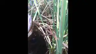 Big Bass