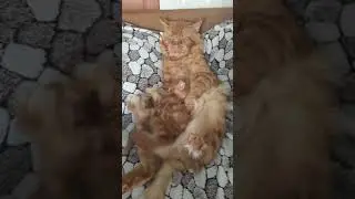 Кот Джокер  и его котенок