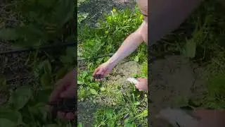 ФЛЭТ фидер на реке #shorts