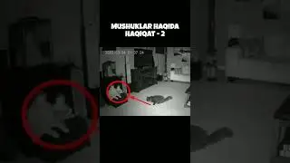 Mushuklar haqida Haqiqat 