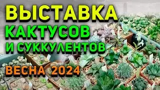 Выставка КАКТУСОВ и СУККУЛЕНТОВ. Весна 2024. Мои Новые КАКТУСЫ. Уход за кактусами.