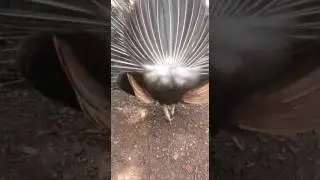 quer dar risada? veja este vídeo. colocando o dedo no ** do pavão