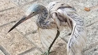 Egret drowned in oil-polluted water rescued.油污纏身白鷺獲救。❤️❤️❤️👍👍👍#egret#birdrescue#nature#wildlife#大澳