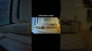 A Real Ghost Caught a Petcube Camera! 
