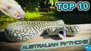 Ten Awesome Australian Pet Pythons! 🪱🎉