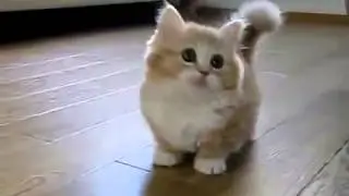 очень милый котёнок