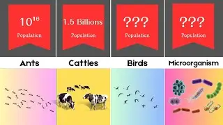 Animals population on earth Comparison