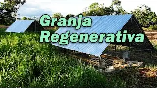 GRANJA REGENERATIVA 🌱🌿🐂POLLOS PASTORILES 🐔🐔🐔🌿🌿🌱