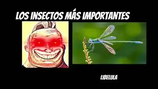 LOS INSECTOS MAS IMPORTANTES #youtube #memes #datoscuriosos