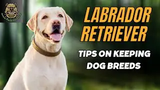 Best tips you need to know for keeping labrador retriever dogs !