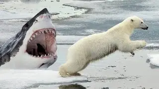 Они ЕДЯТ белых медведей