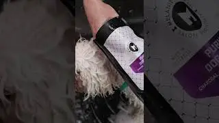 Kenzo’s biggest makeover🛁 #doggrooming #asmr @MelanieNewmanSalonEssentials