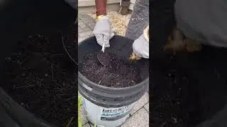 Bunch of Ginger harvesting 
