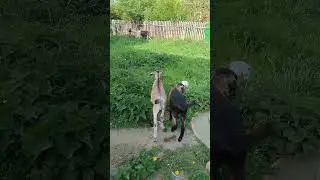 ВЕЧЕРНИЙ ПРОМЕНАД ПОД НАДЗОРОМ БАЙКАЛА😍