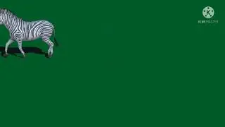 green screen zebra !! green screen video !! green screen animal video !!