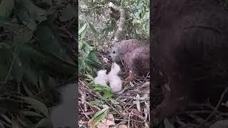 Honey Buzzard, Eagle Dad brought back a honeycomb and fed two little eagles蜂鹰，鹰爸爸带回一小块蜂巢，又给2只小鹰喂食