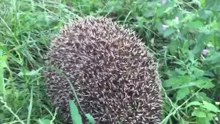 Как фыркает ежик. Фыркающий ёж