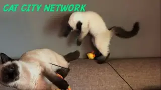 Funny Cat Video | Kitten Plays With Toy Fish!