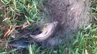 ESSA PESCARIA FICOU NA ESTORIA EM BREVE VOUTAREI CON AS PESCARIAS