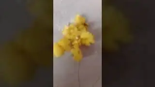 The way a bee feeds on nectar