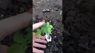 СТАРИННЫЙ СПОСОБ ПРИТЕНИТЬ от палящего солнца