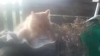 Валериана и кошка Ксю