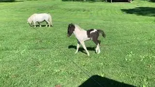 Bindi - Phantom x Majesty 2019 filly