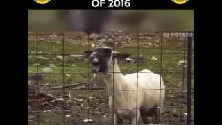 Lean on Goat REMIX