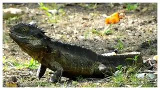Australian Water Dragon
