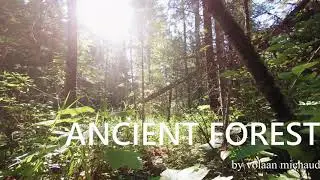 Ancient Forest Unofficial Music Video