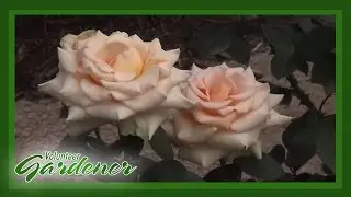 Types Of Roses | Volunteer Gardener
