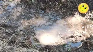 cangrejos