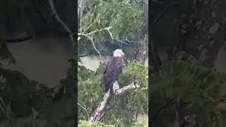So close you can see him blink! #huntshootlive #eagle #baldeagle #huntlife #mountainhunting